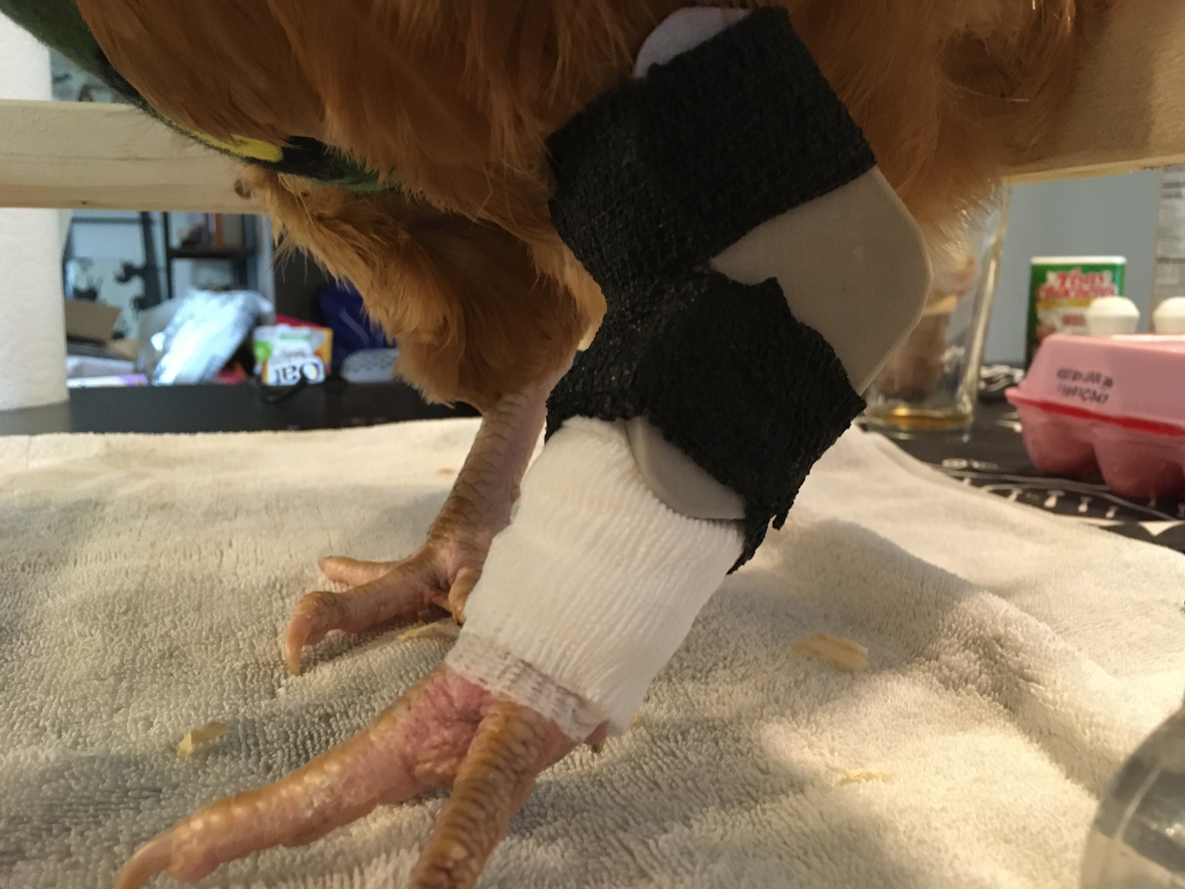 Chicken ankle splint