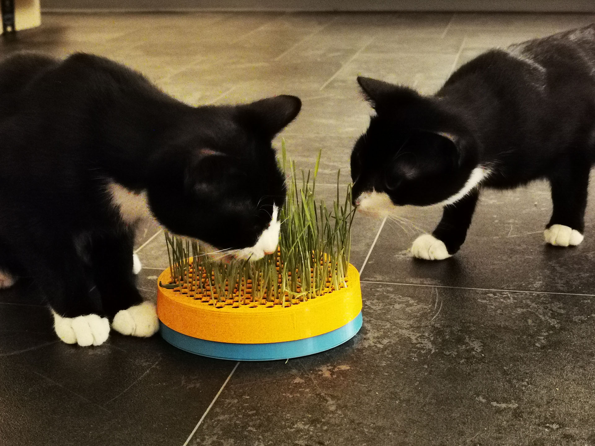 Cat Grass Planter