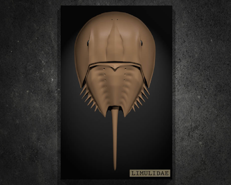 Horseshoe Crab