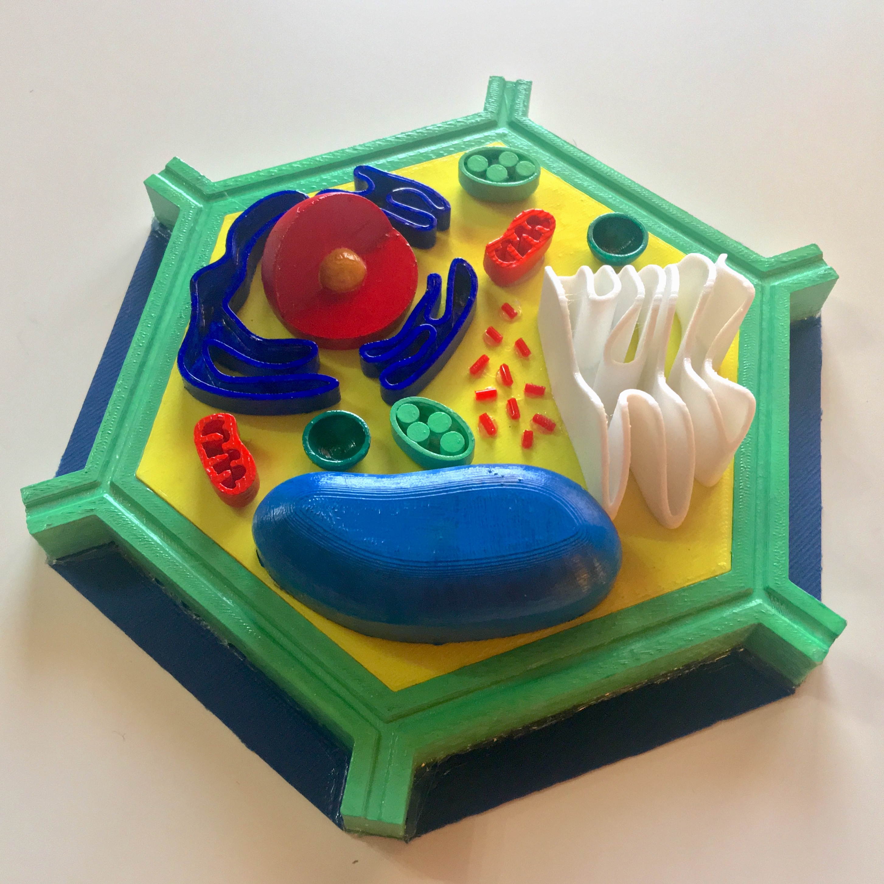 Plant Cell