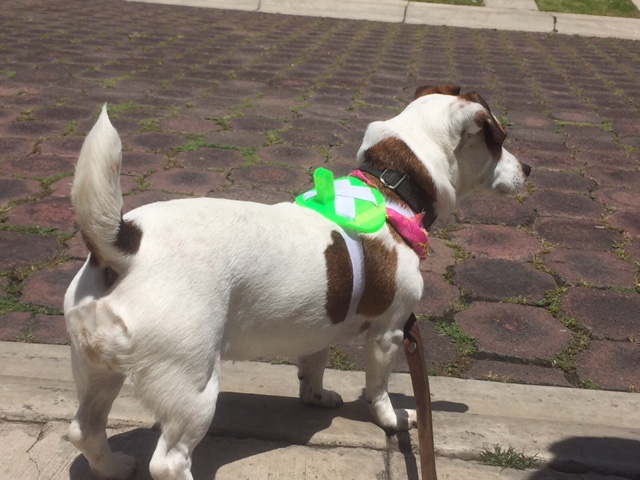 Small-Medium Dog GoPro/Camera Harness-Mount