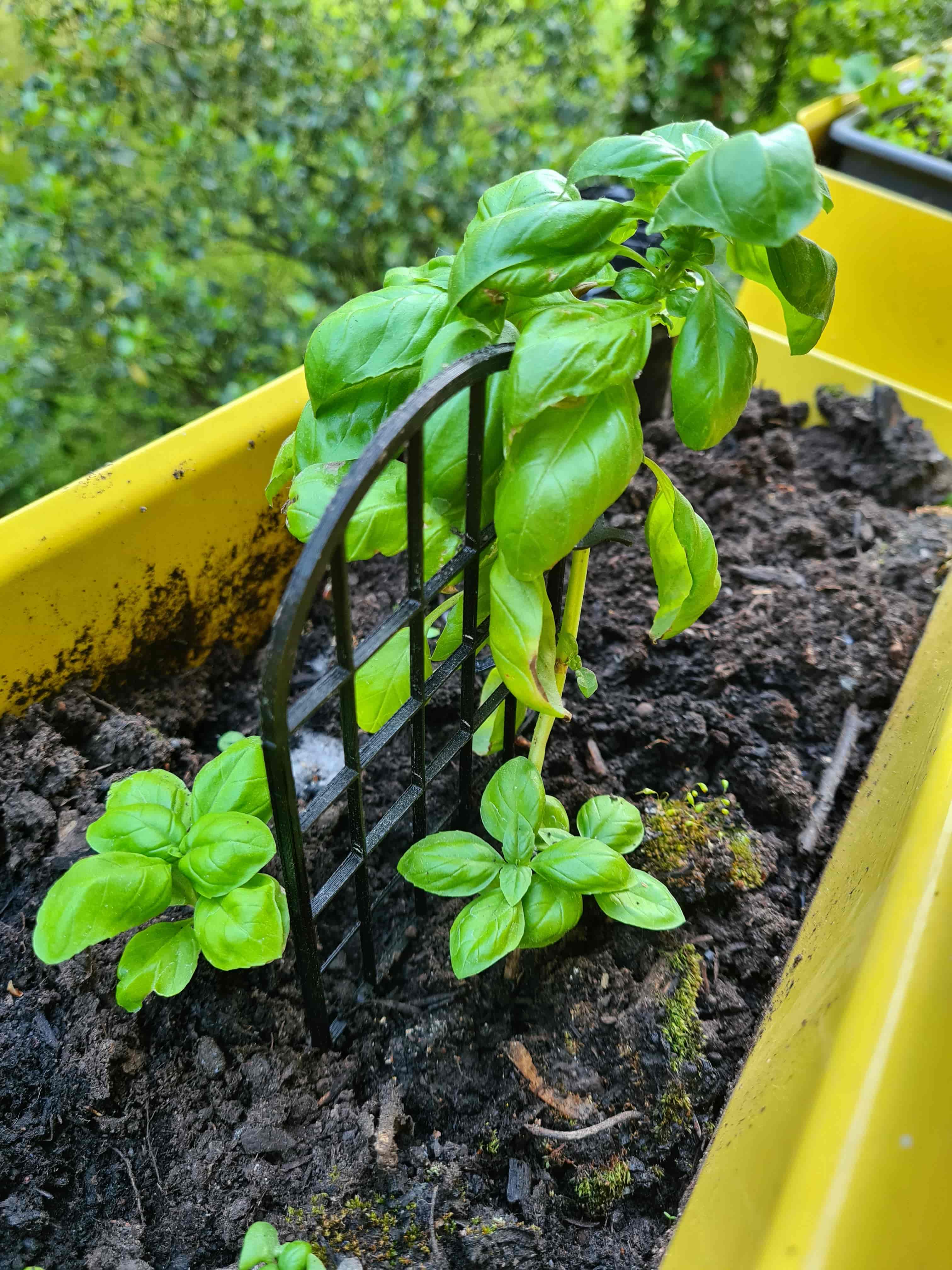 Rankhilfe für kleine Pflanzen / Climbing aid for little plants / trellis