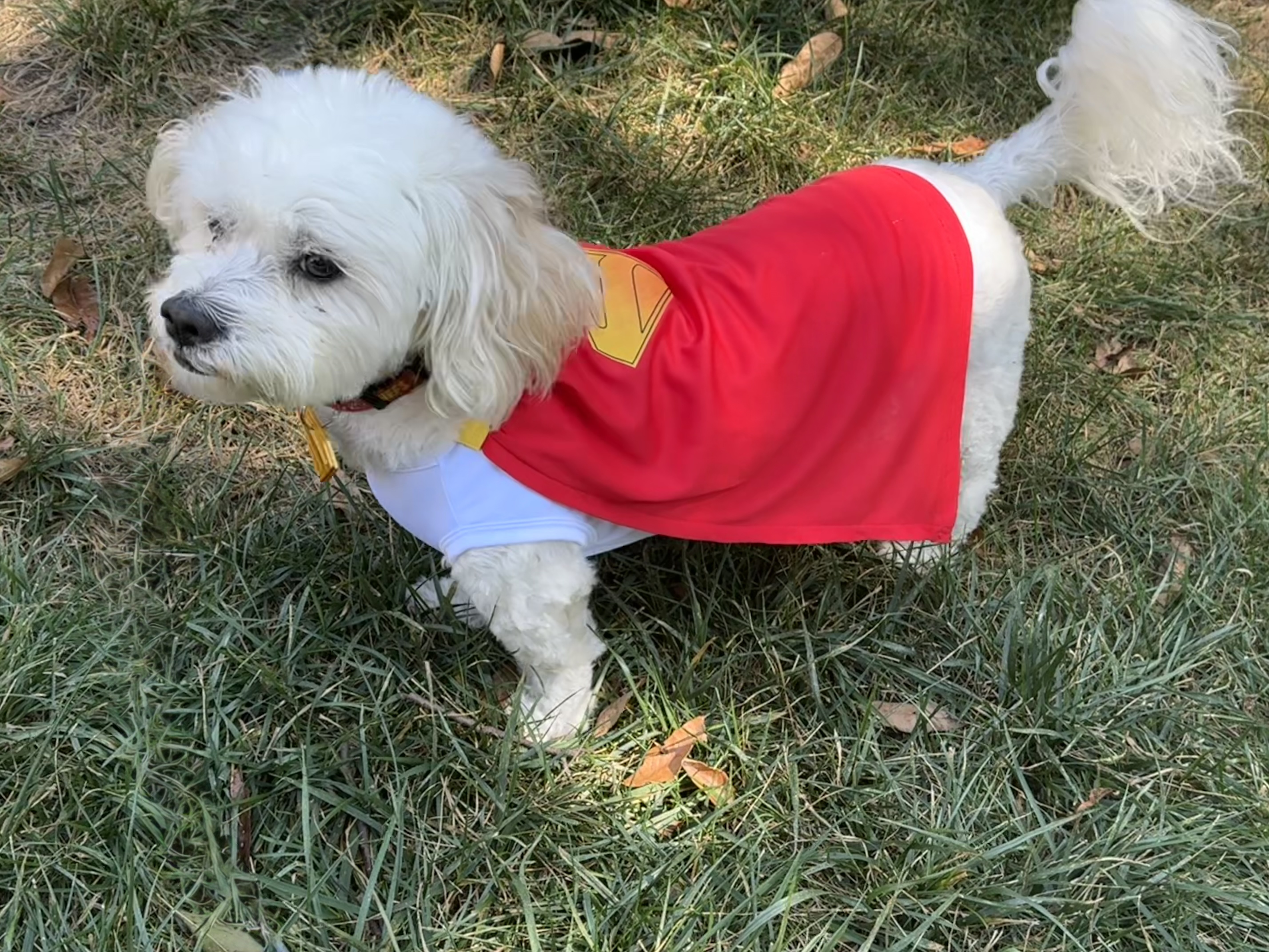 Krypto Dog Tag from Superman