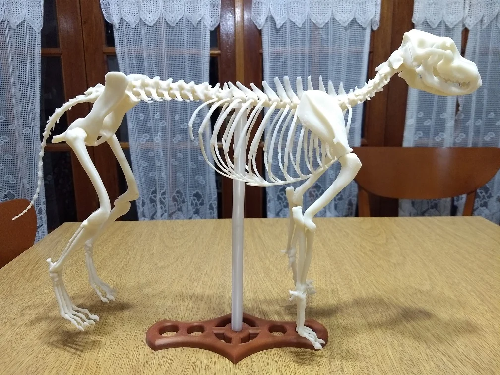 ESQUELETO DE PERRO - (DOG SKELETON) Remix