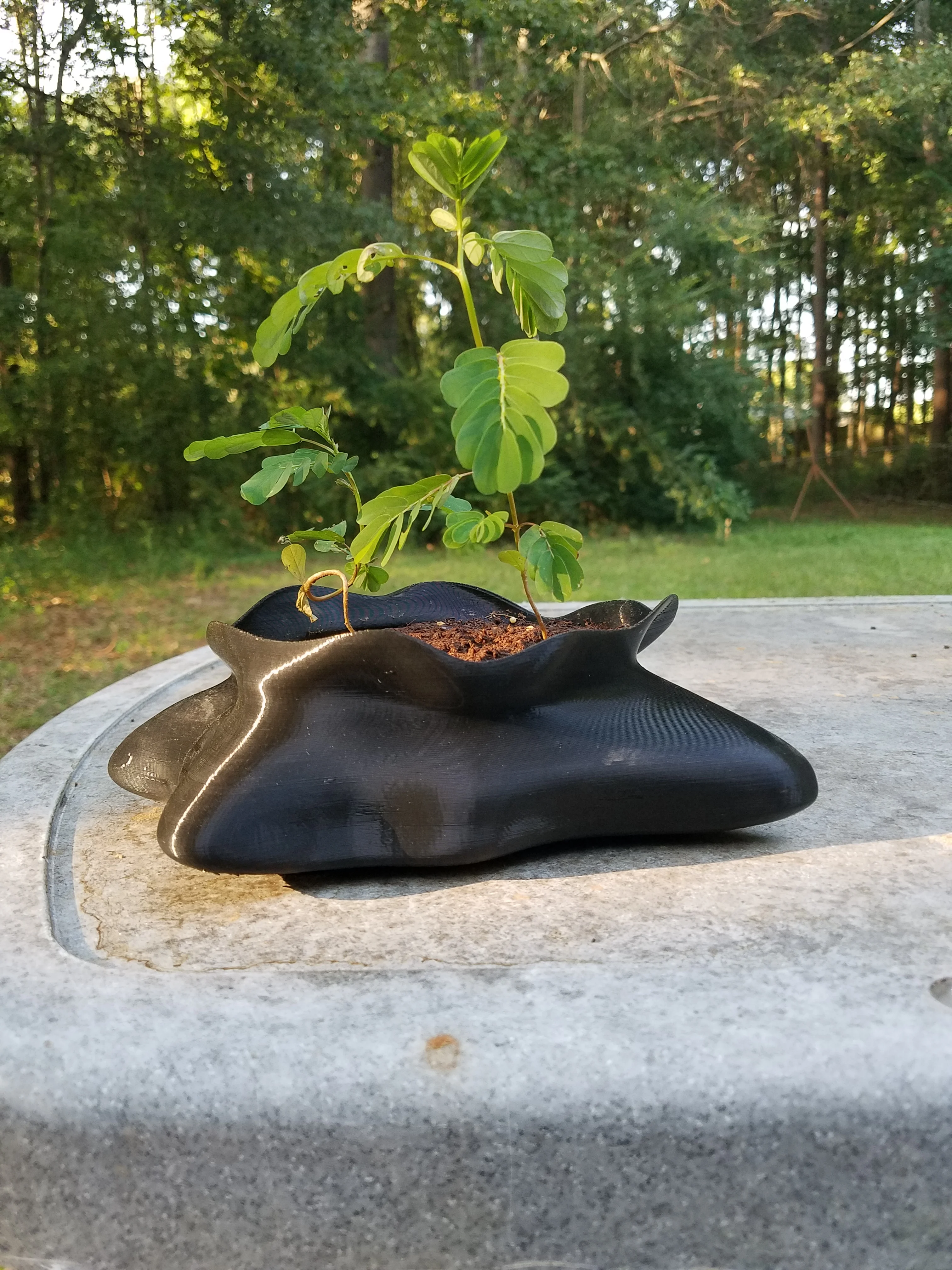 freeform bonsai pot