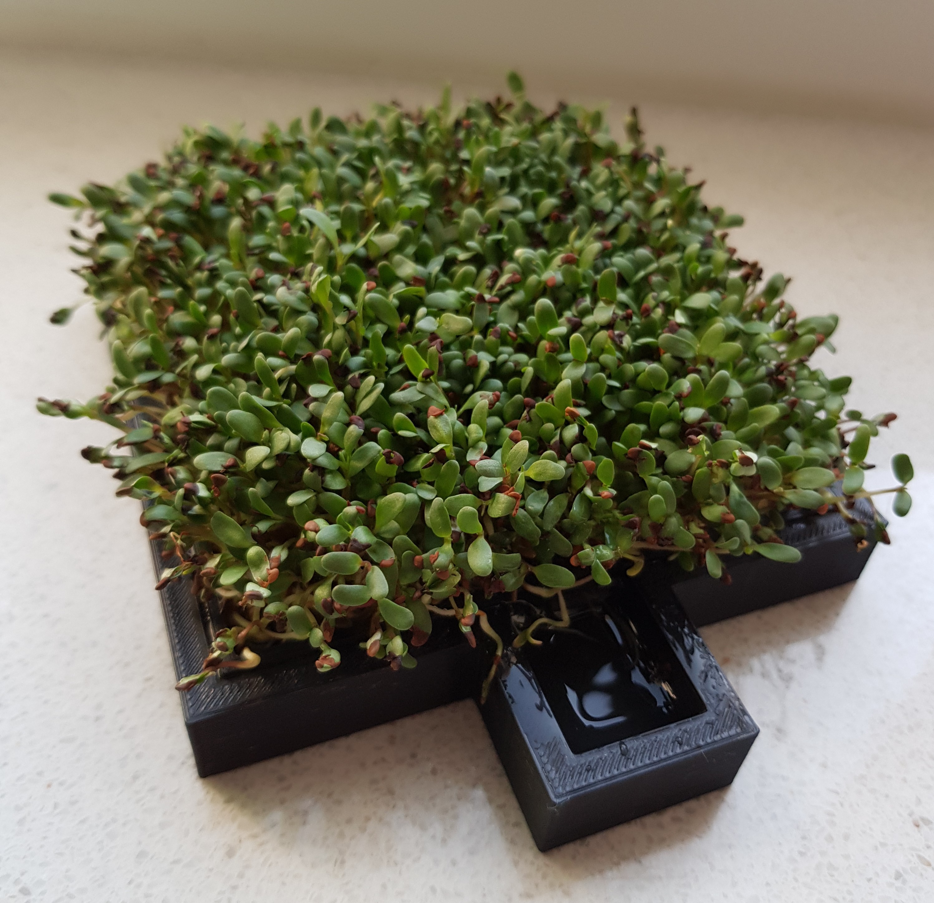 Cress farm (growing sprouts)