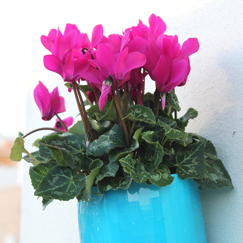 ALTIR Plant vase - wall mount