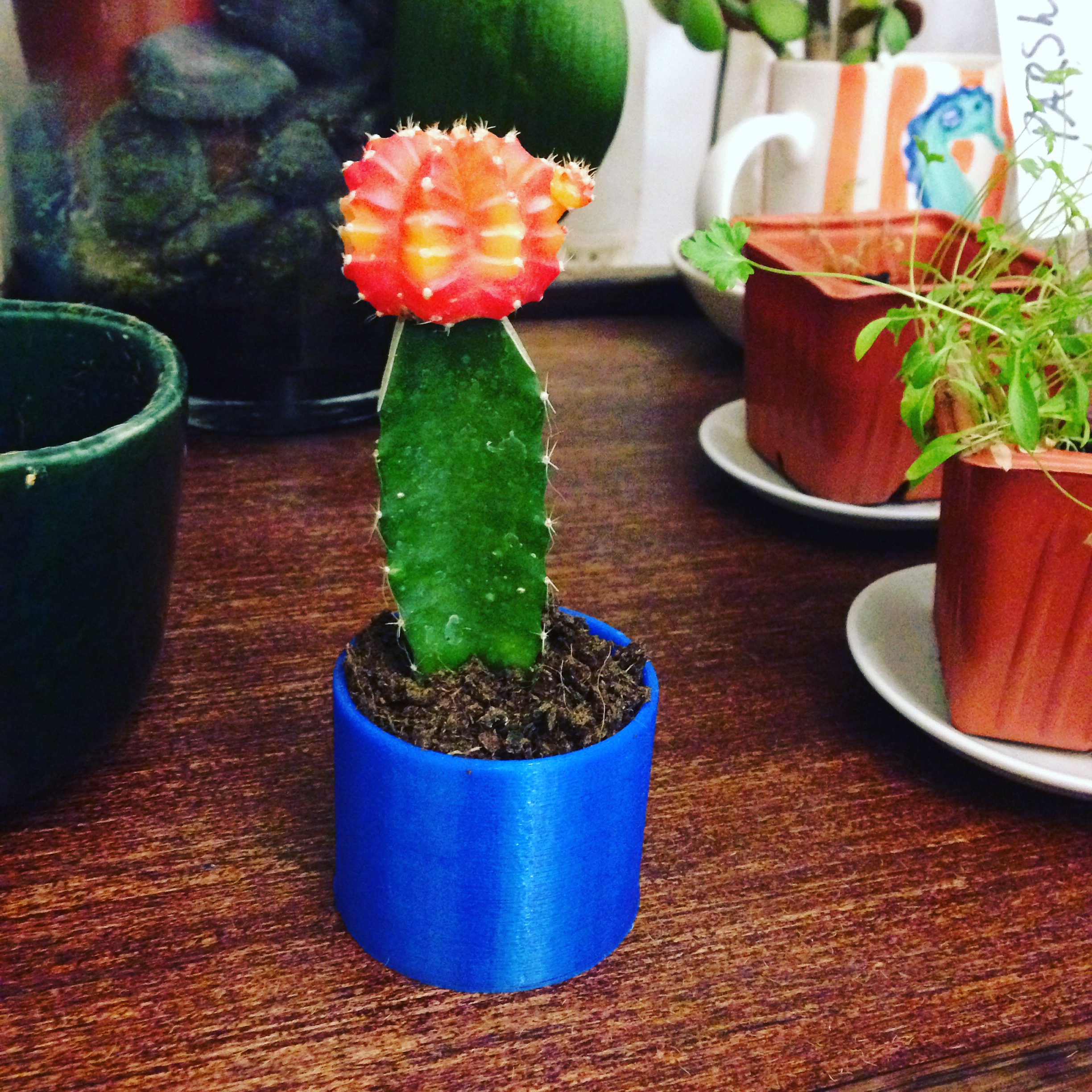 Cactus Planter