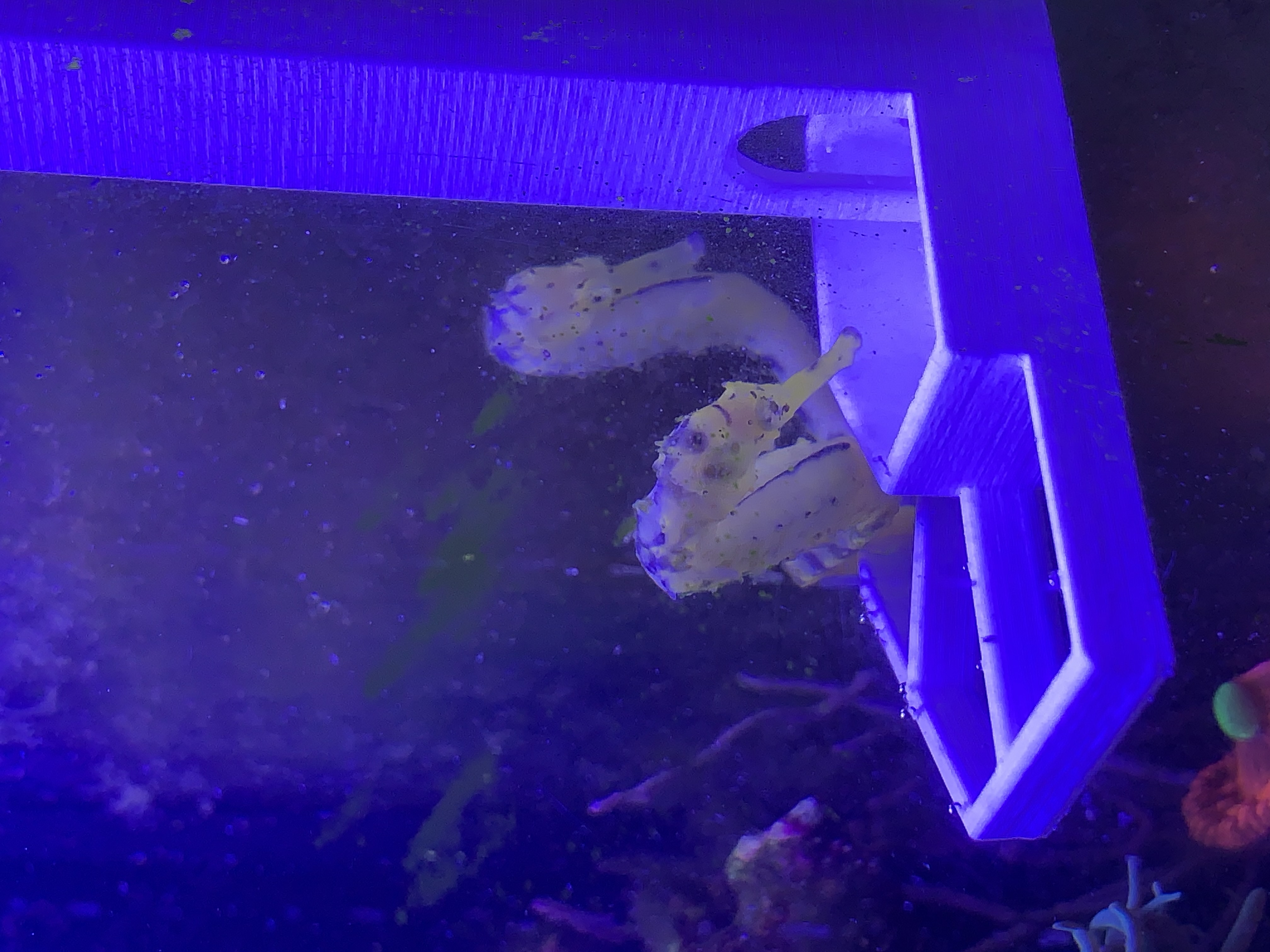 Seahorse Feeder