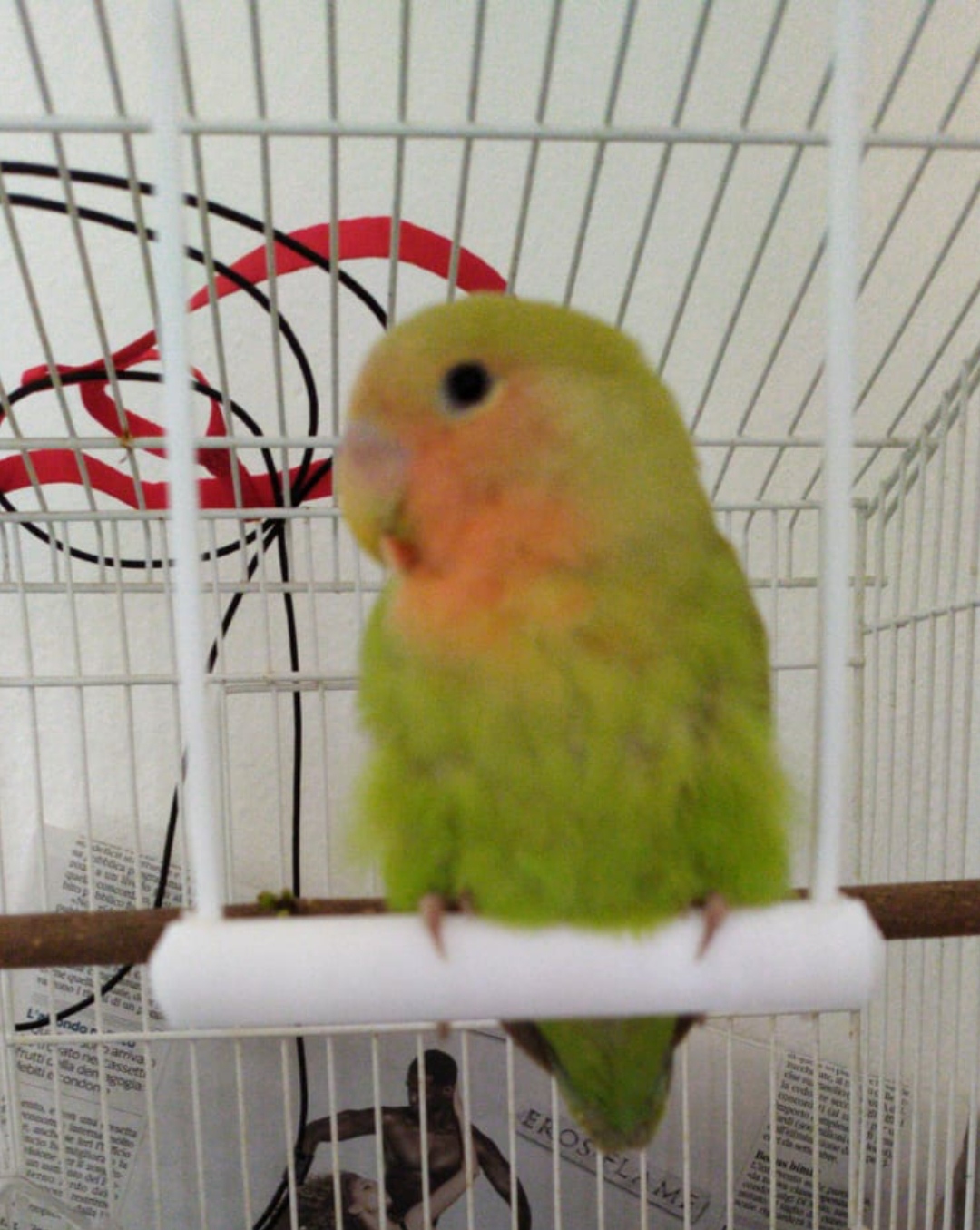 Bird swing