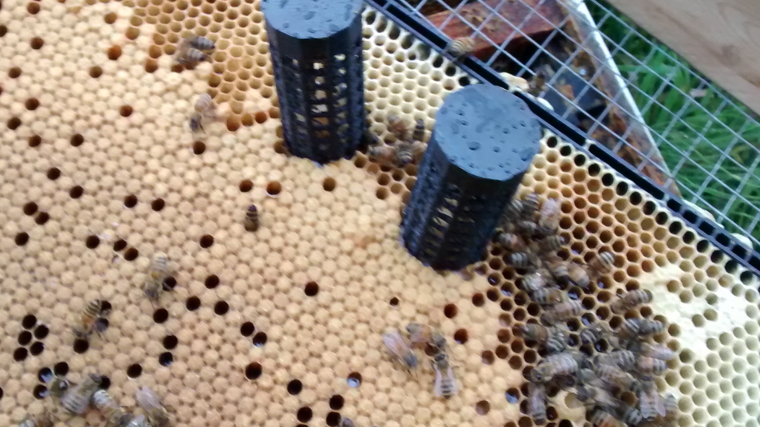 Queen Cell Cage - for plastic foundation
