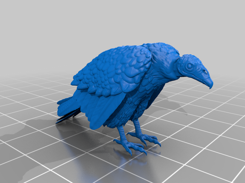 Turkey Vulture