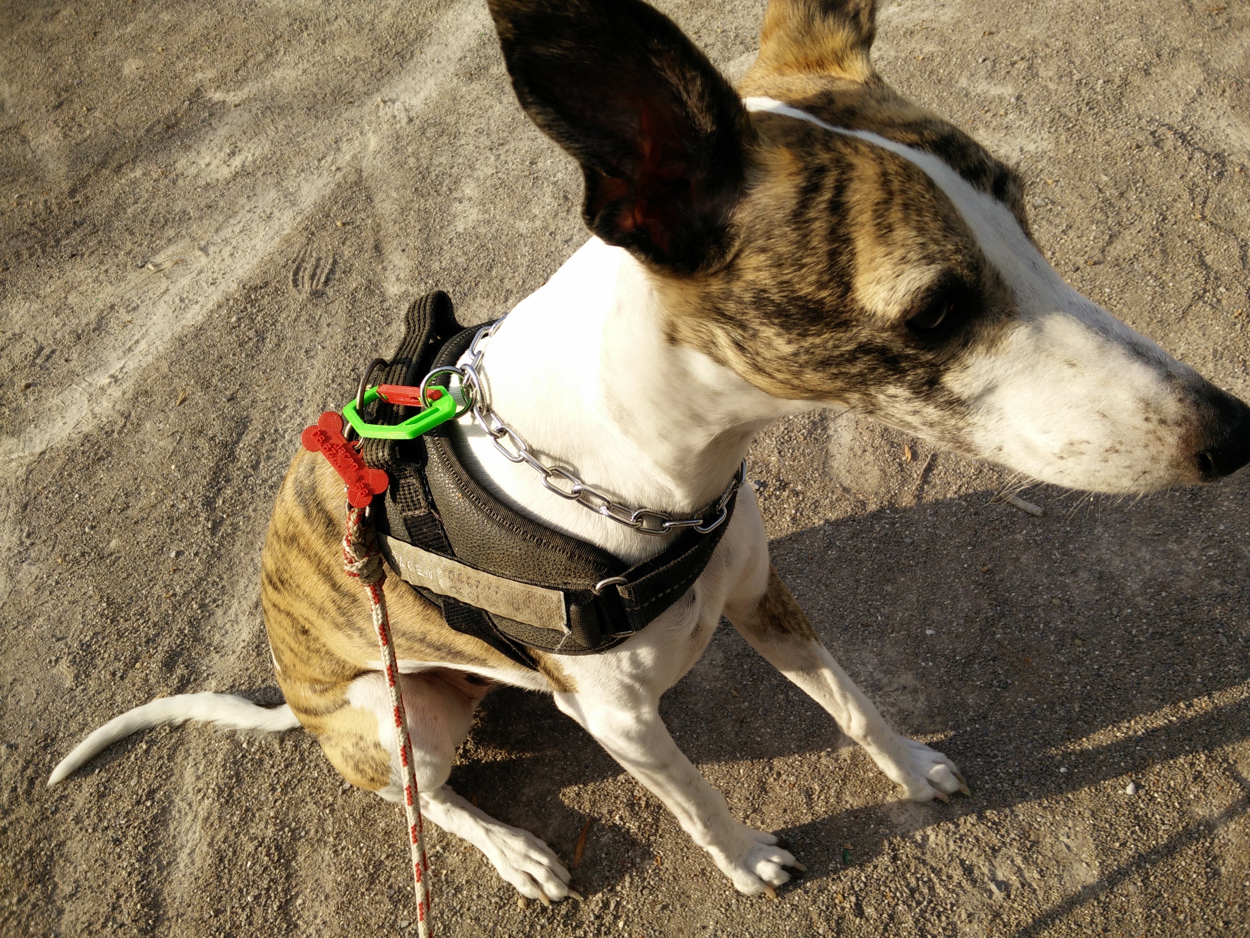 Dog Tag for french number (médaille de chien avec numero francais)