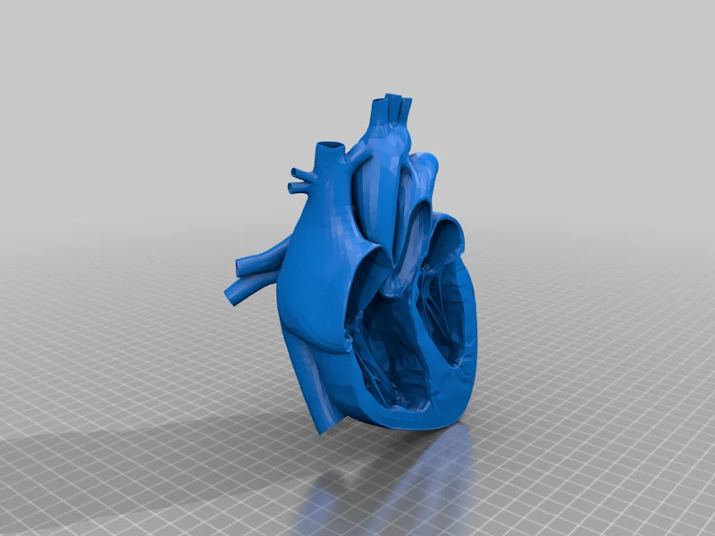 human heart - anatomy