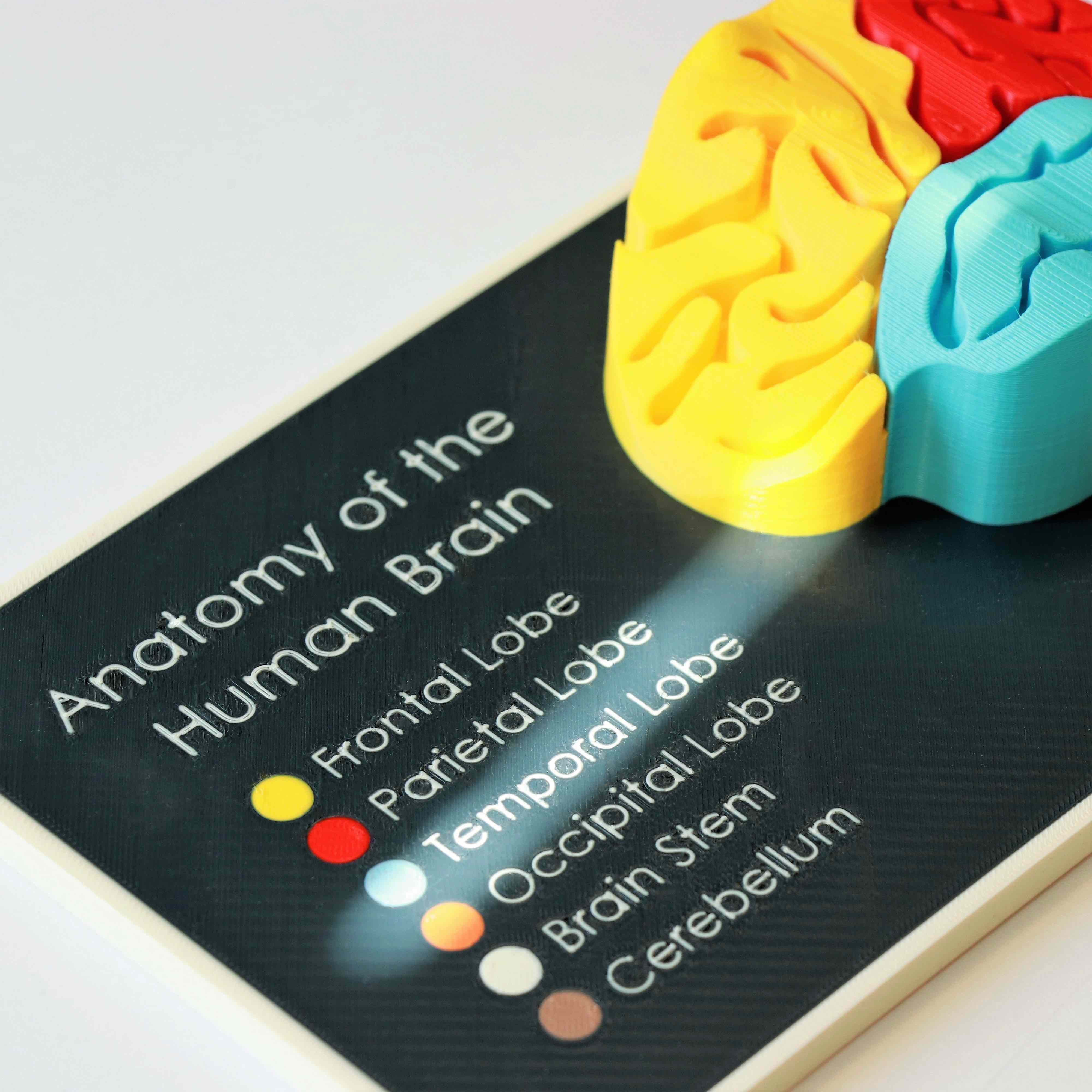 Brain Anatomy Model