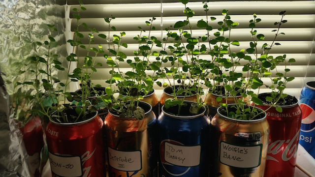 Modular Can Garden