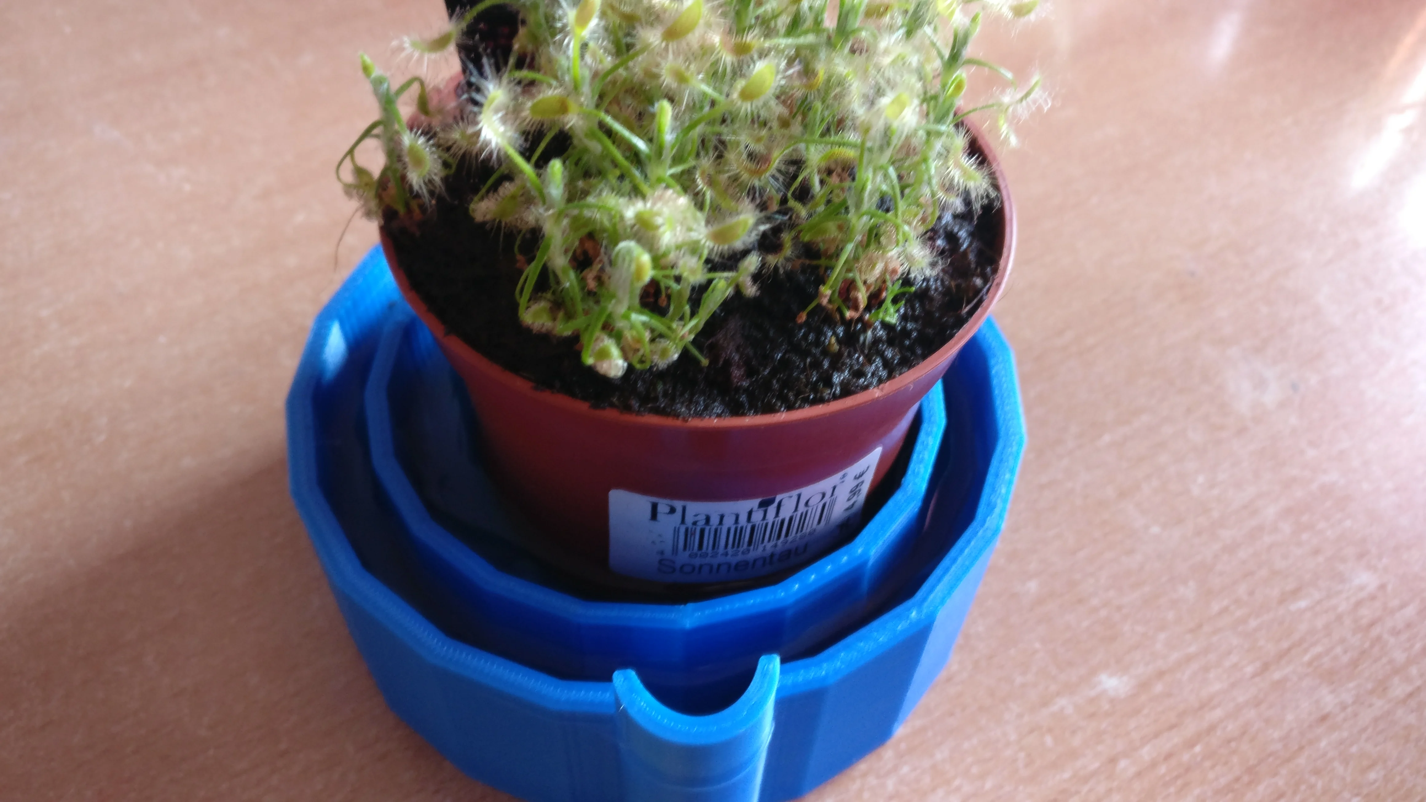 Plant Pod for Carnivorous Plant