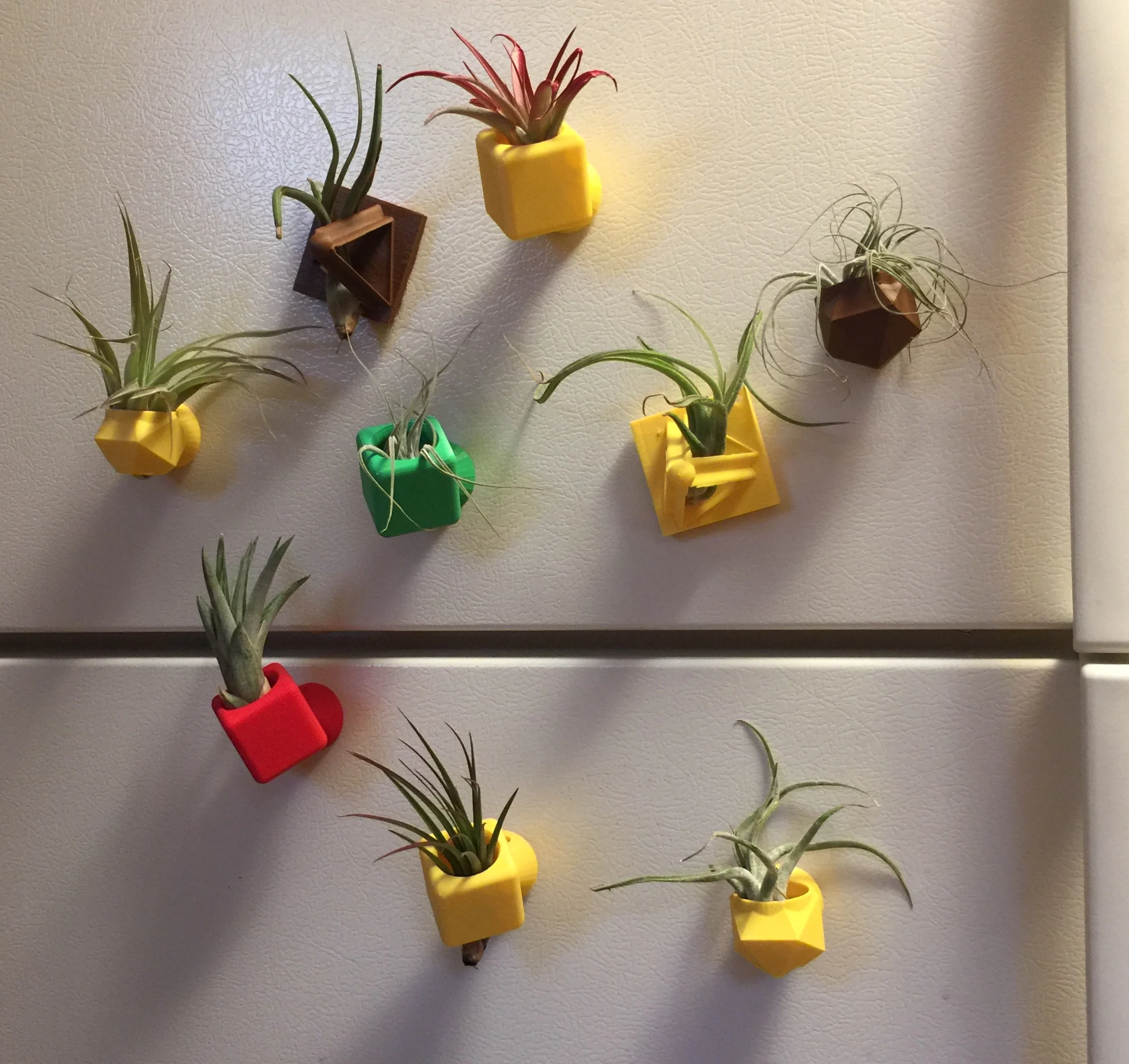 Air Plant Holders