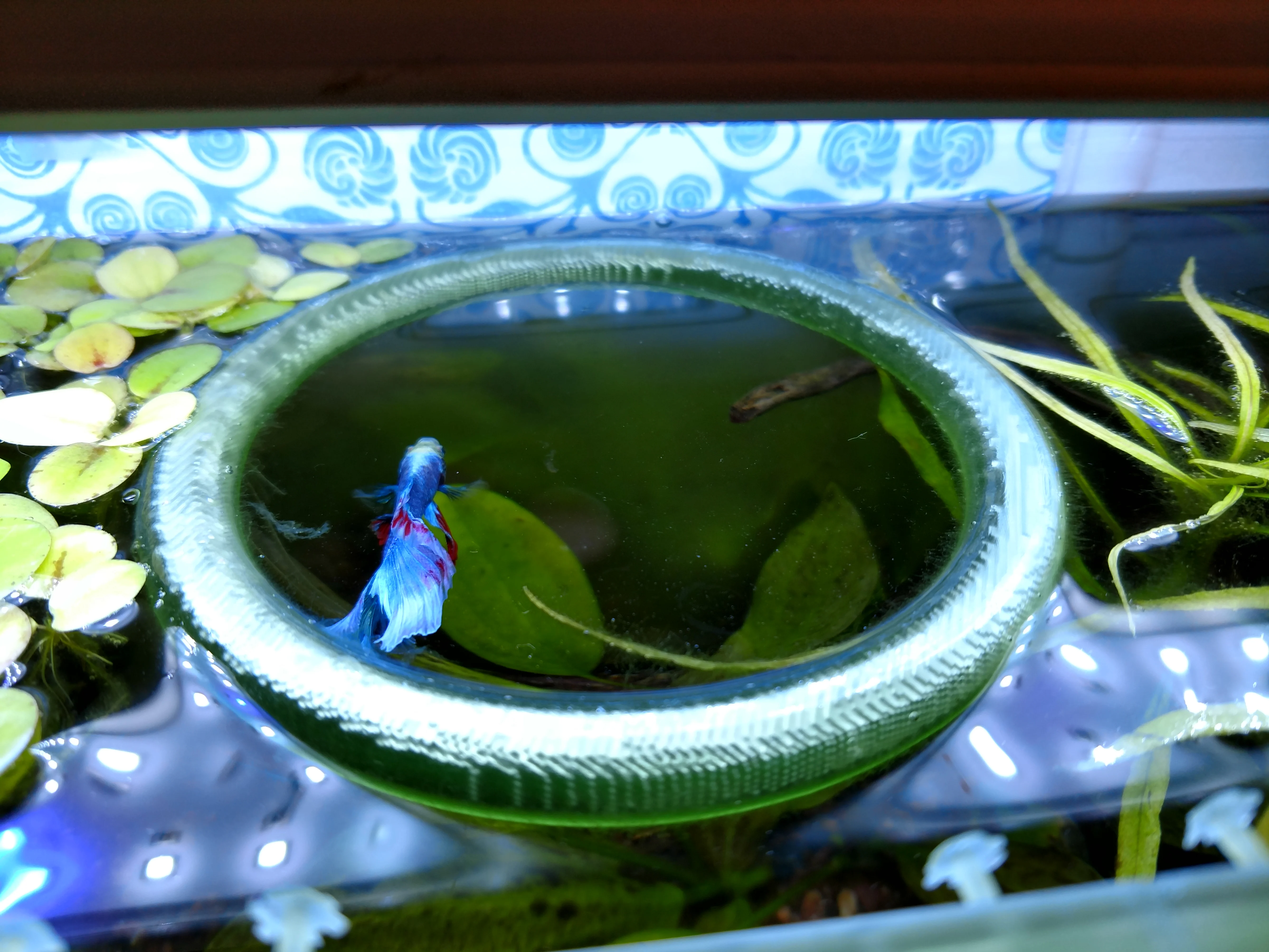 Floating Fish Feeding Ring - Betta Tank