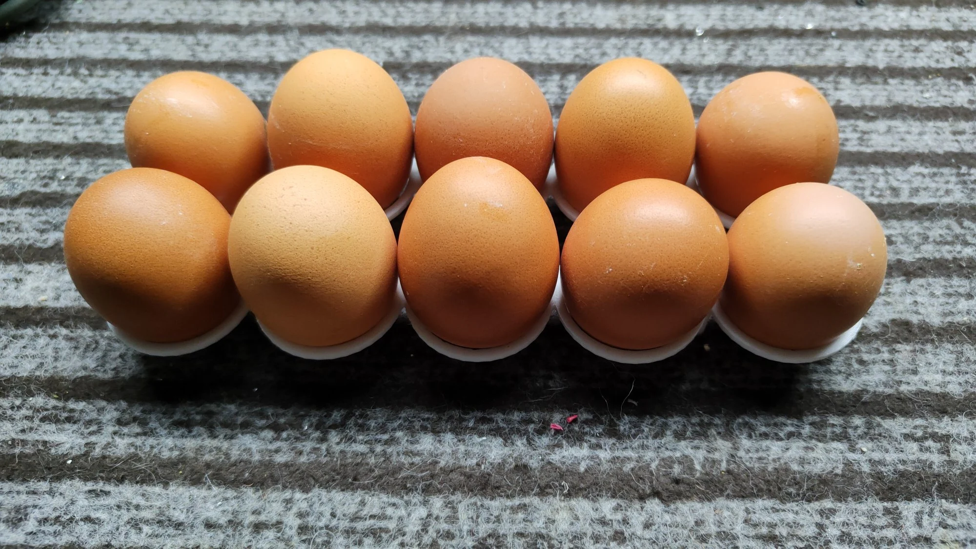 Ligh egg tray 10 pieces.