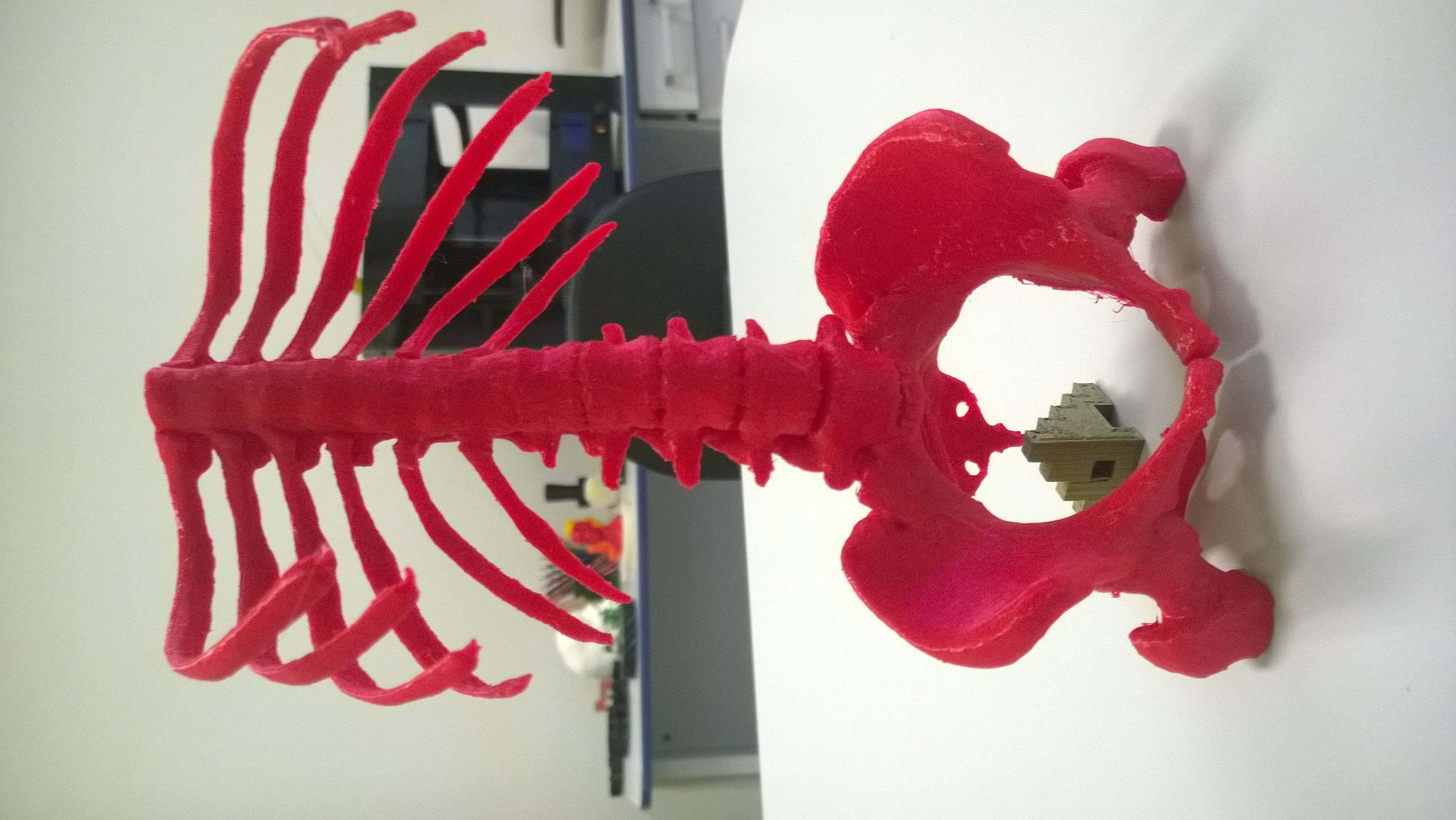 Girlfriend skeleton