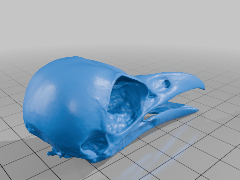 American Crow Skull