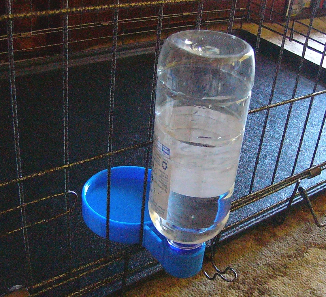 Dog water dispenser