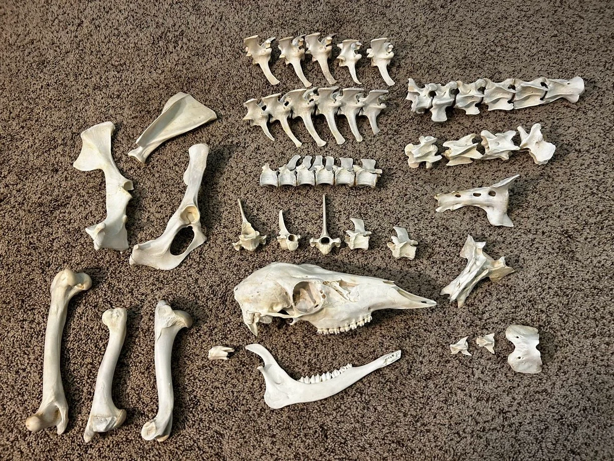 Deer Skelton, Deer Bones, White Tail Deer Skull Included, Horn/Antler