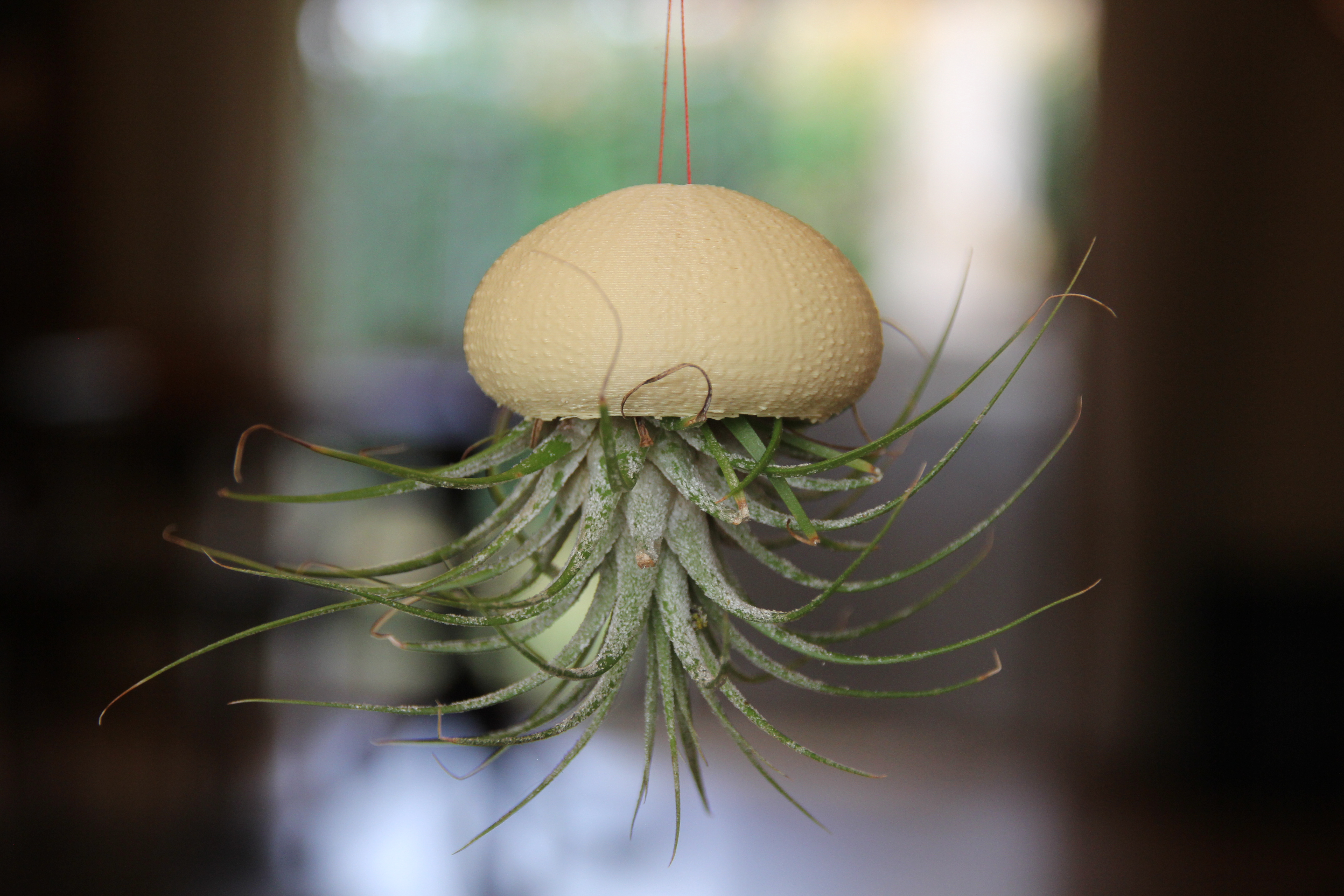 Sea Urchin House for Air Plant