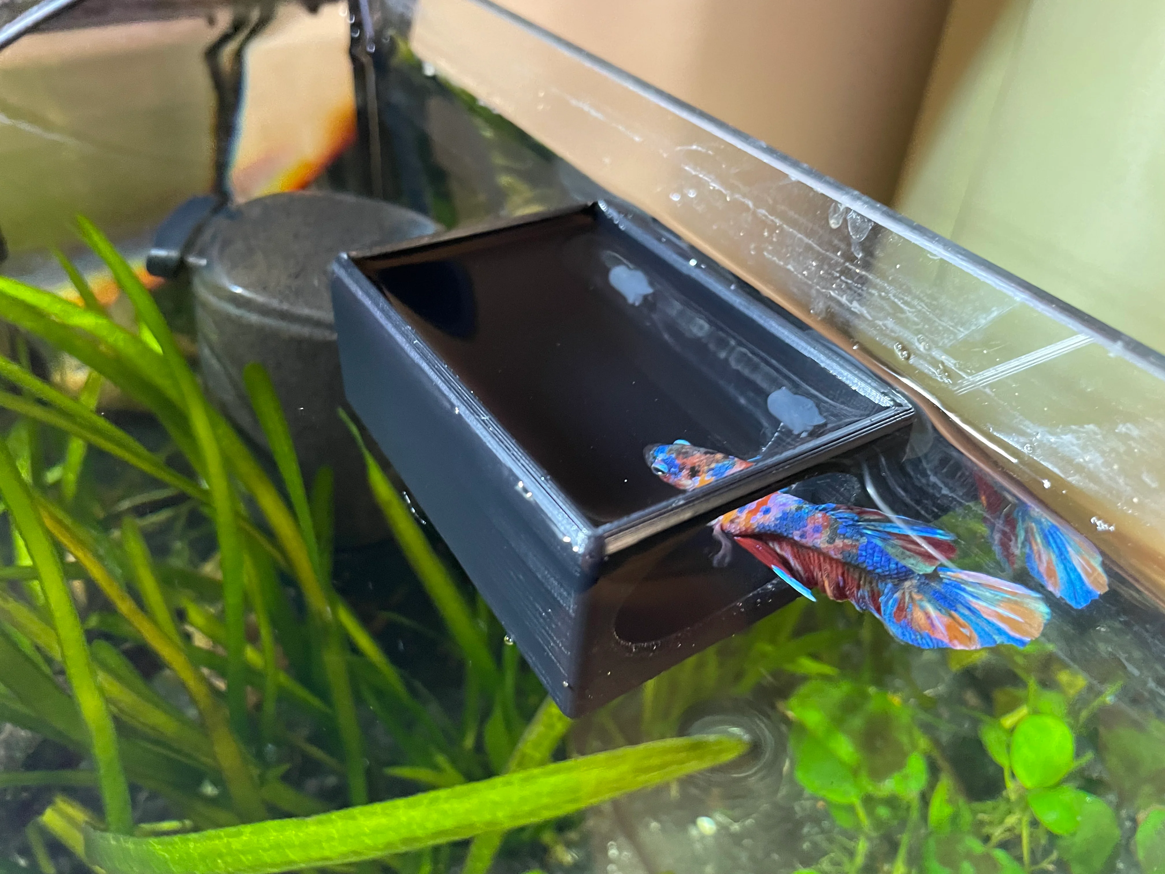Betta House
