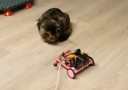 Cat Rover