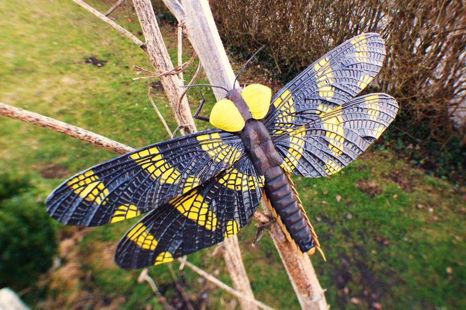 Palaeodictyoptera
