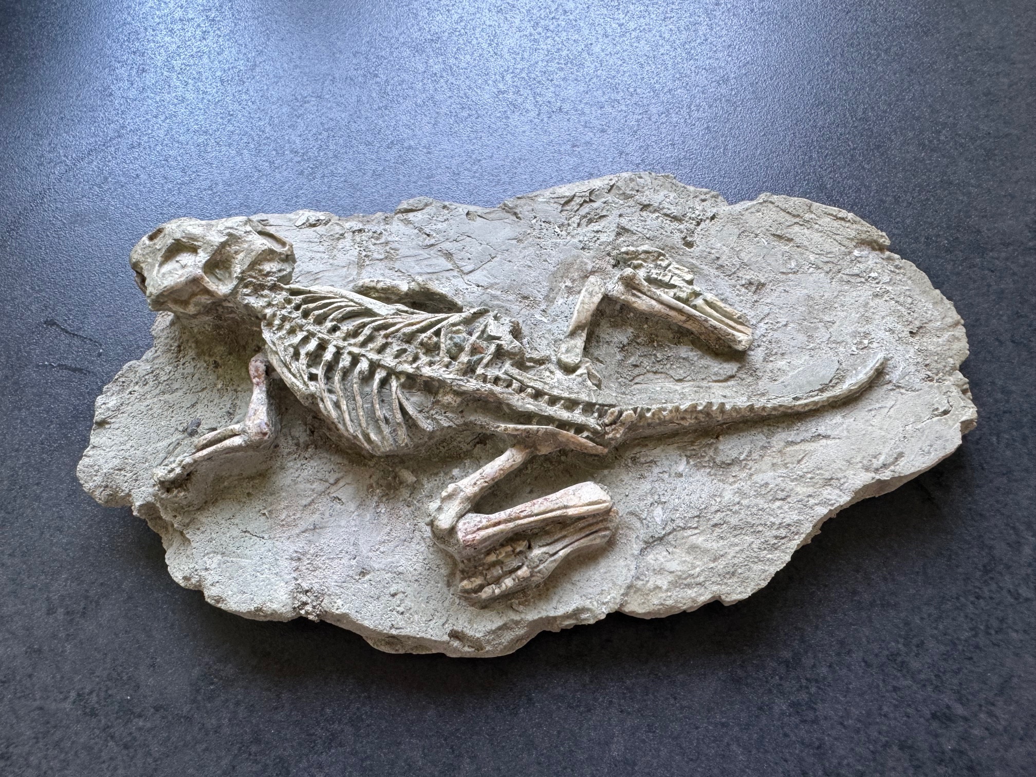 Psittacosaurus fossil