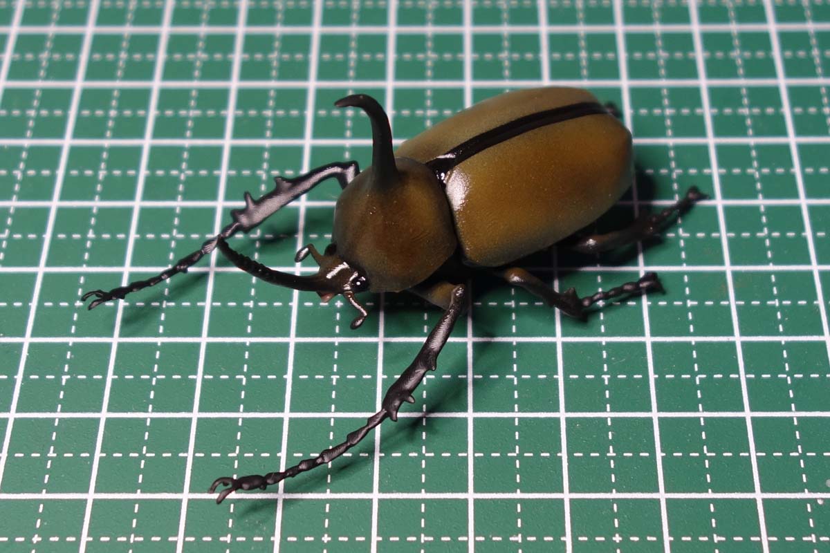 Golofa eacus