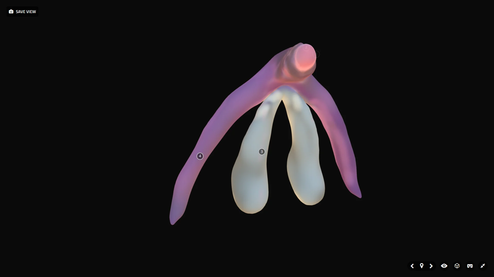 Anatomical Clitoris