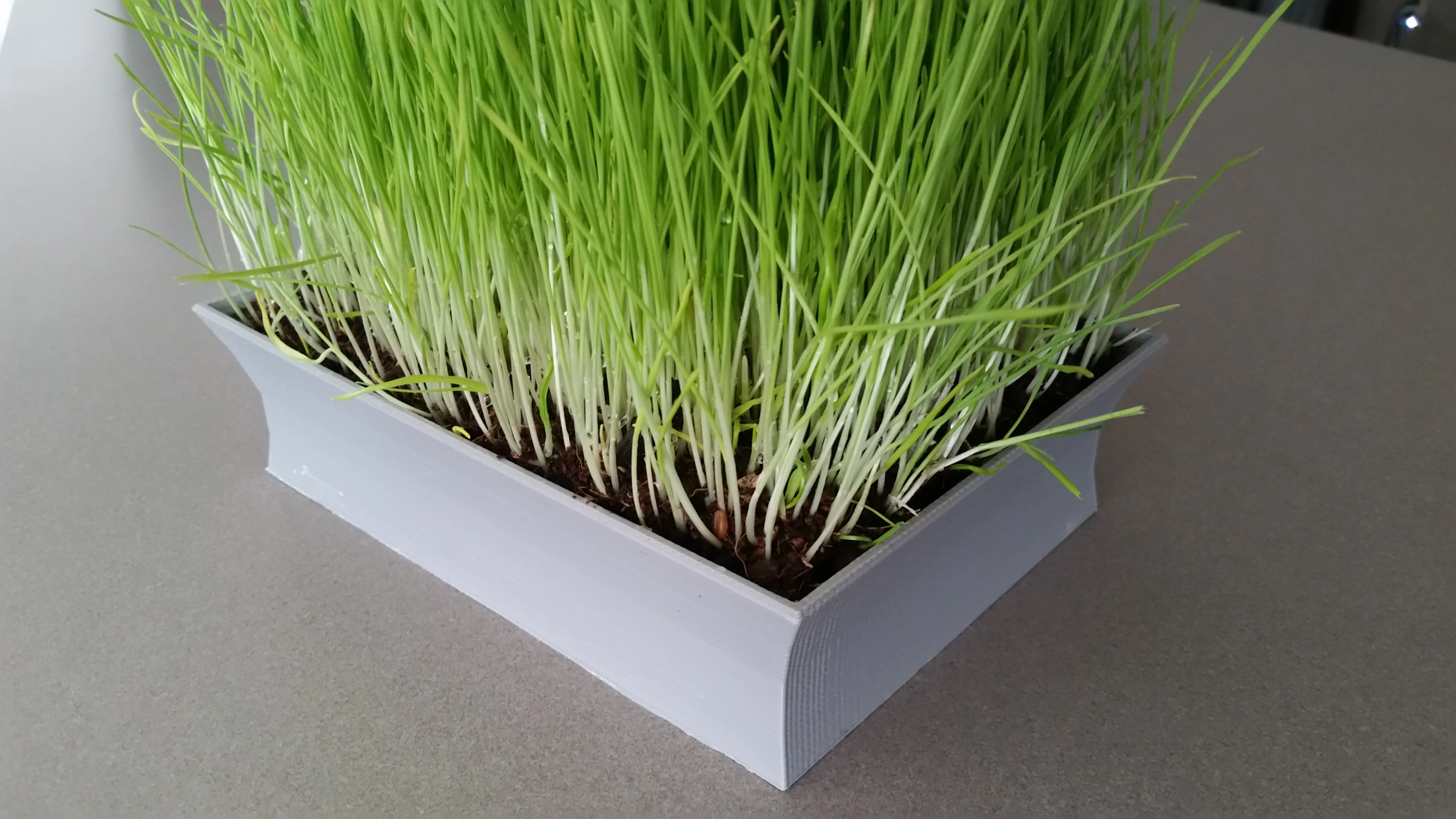 Asian-styled Cat Grass Planter