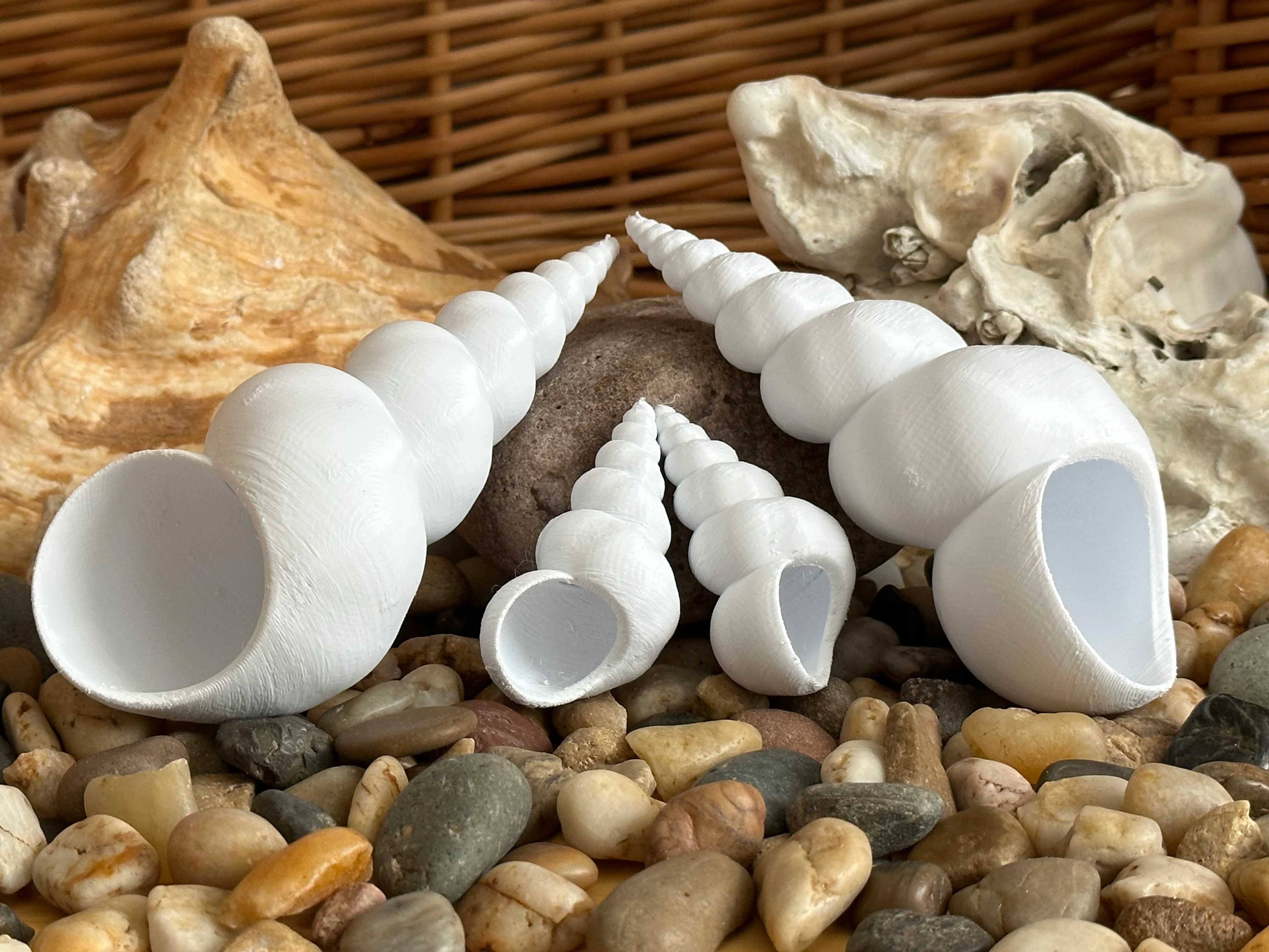 Turritellid Seashell