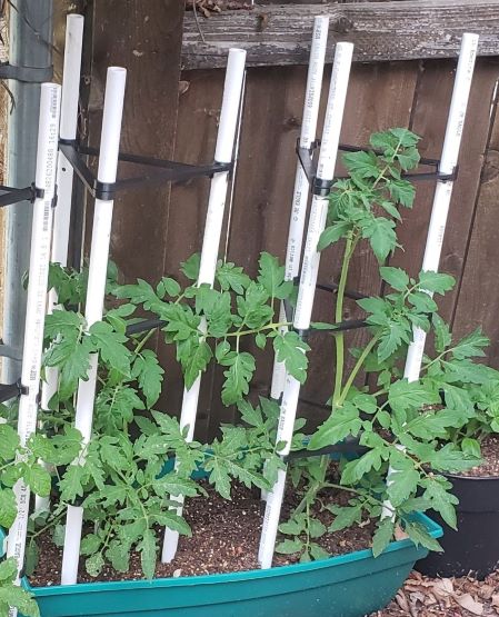 DIY Tomato Cage Frame