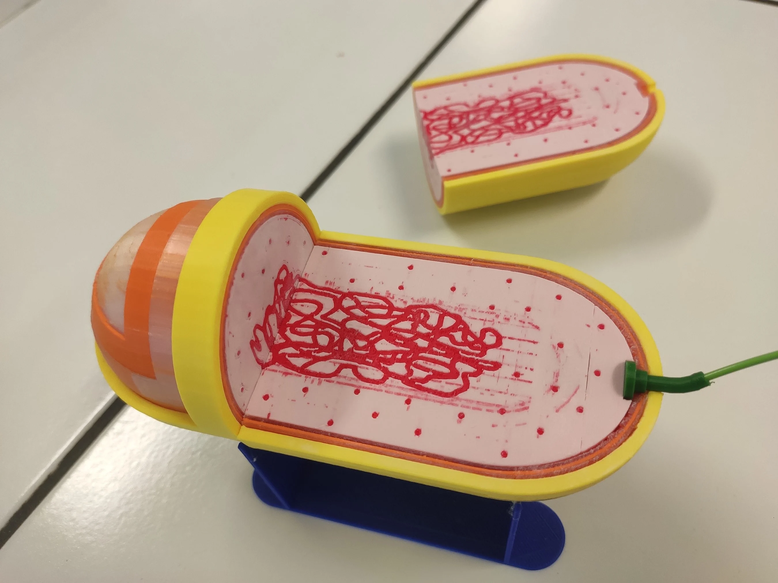 Bactérie Gram- aimantée - Magnetic Gram negative bacteria