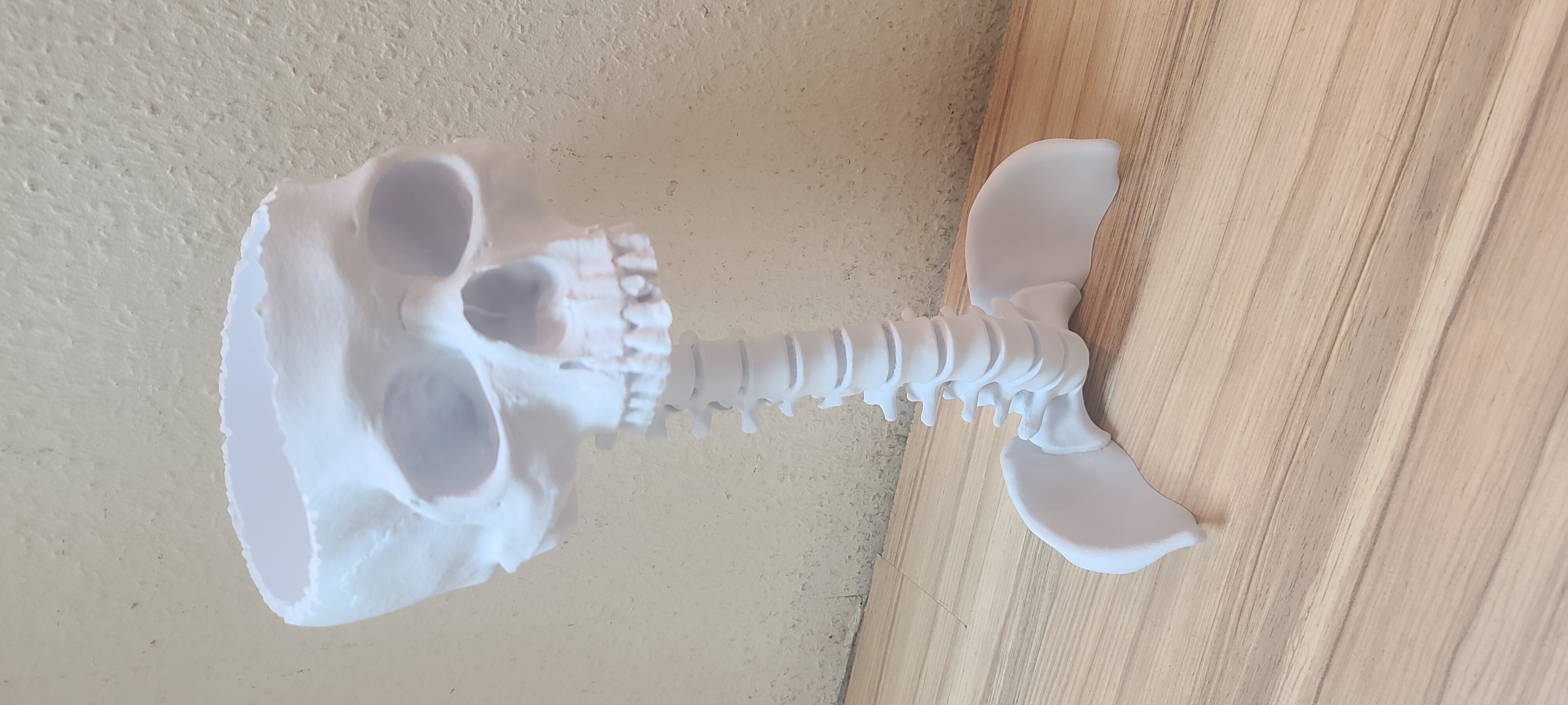 skull bowl on spine