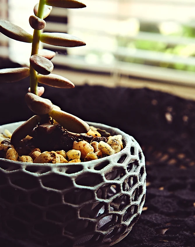 Panaloi - A succulent pot