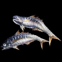 MHW Dual Blades - Whetfish Sabres