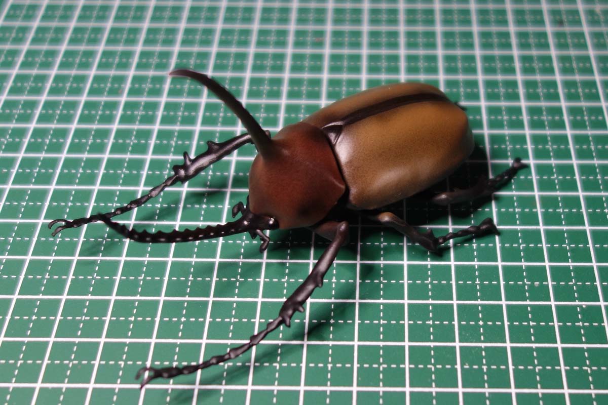 Golofa porteri