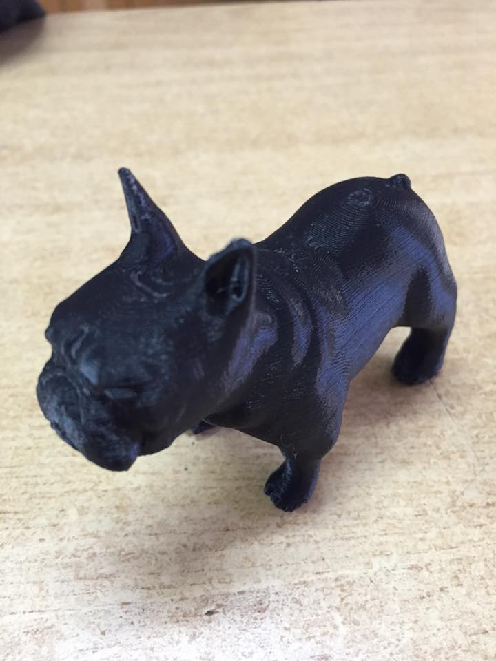 French Bulldog