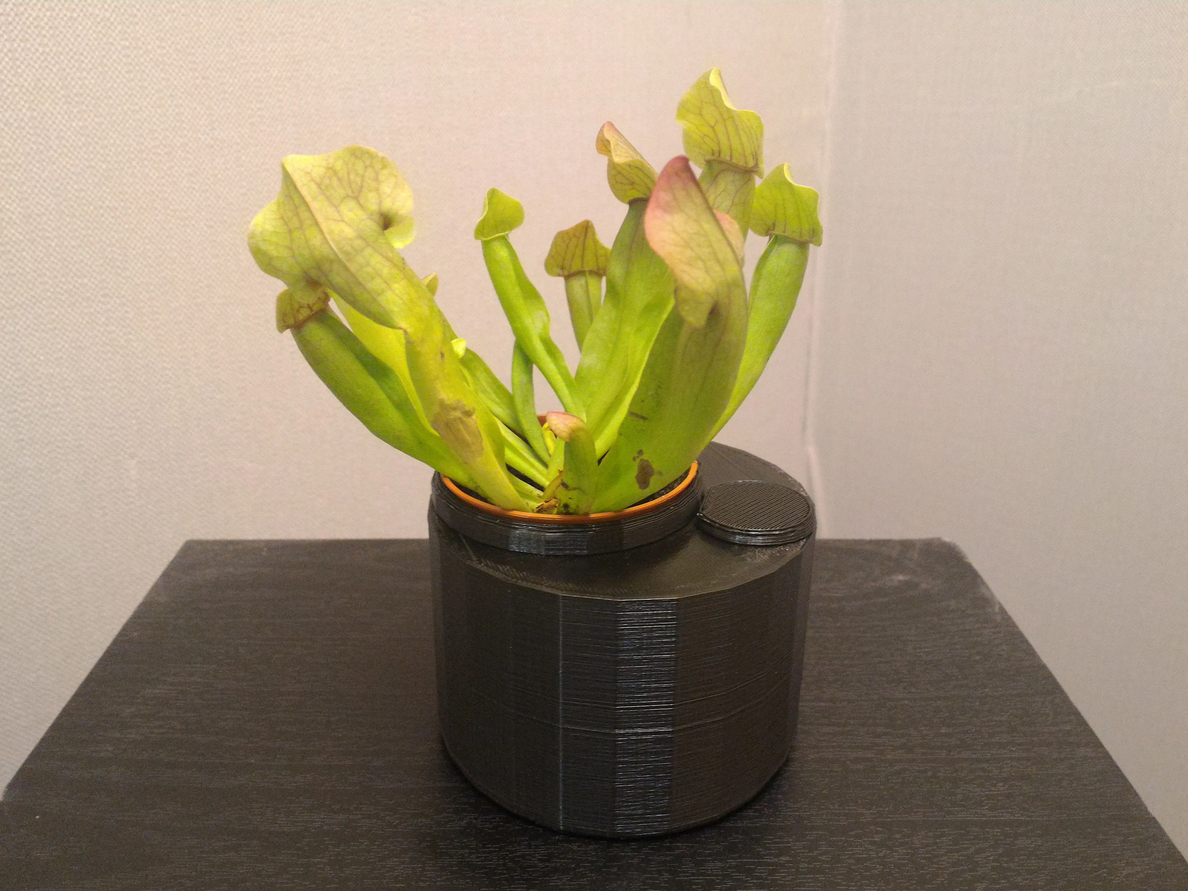 Self-Watering Planter (for carnivorous plants)