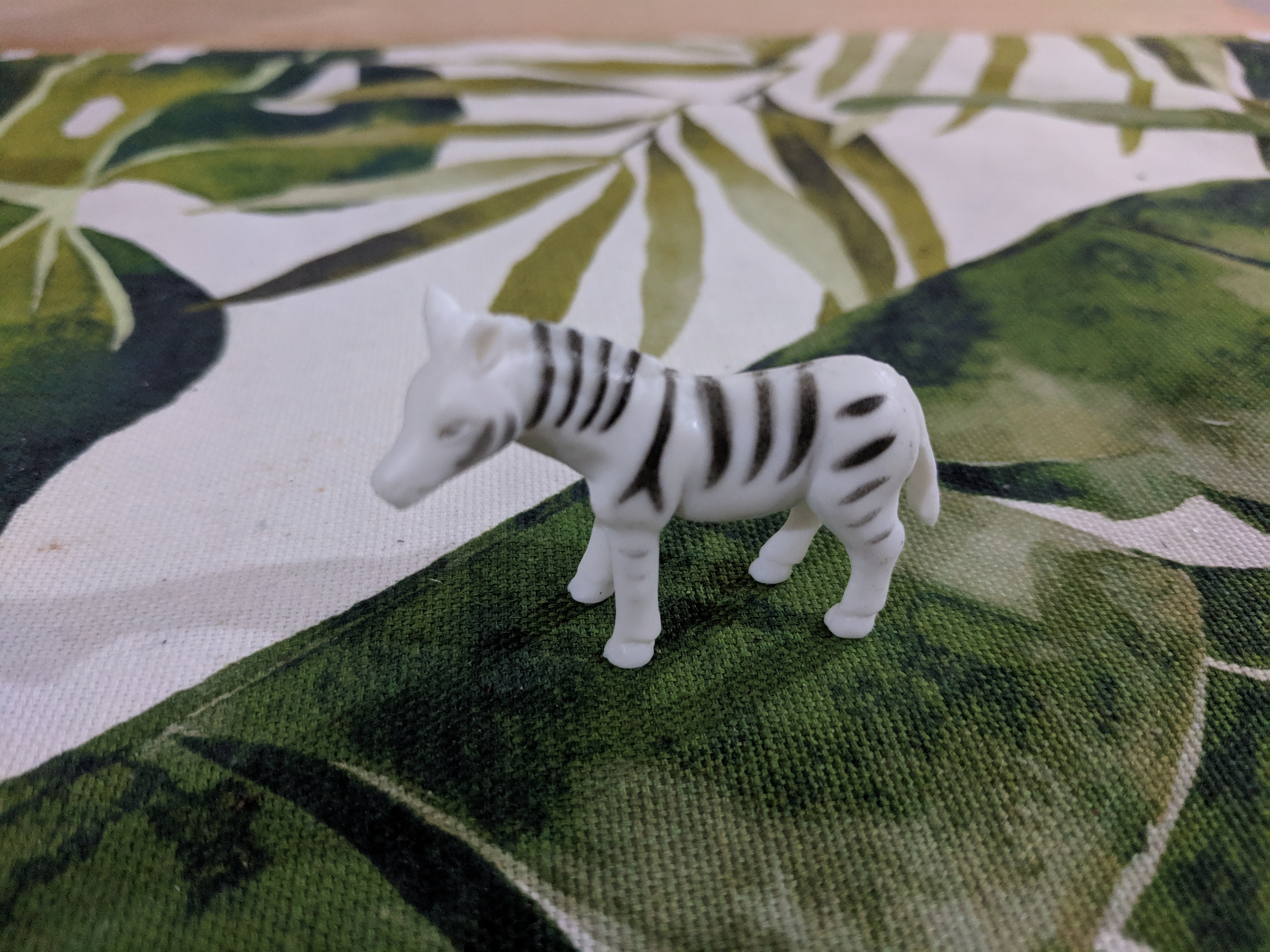 Zebra