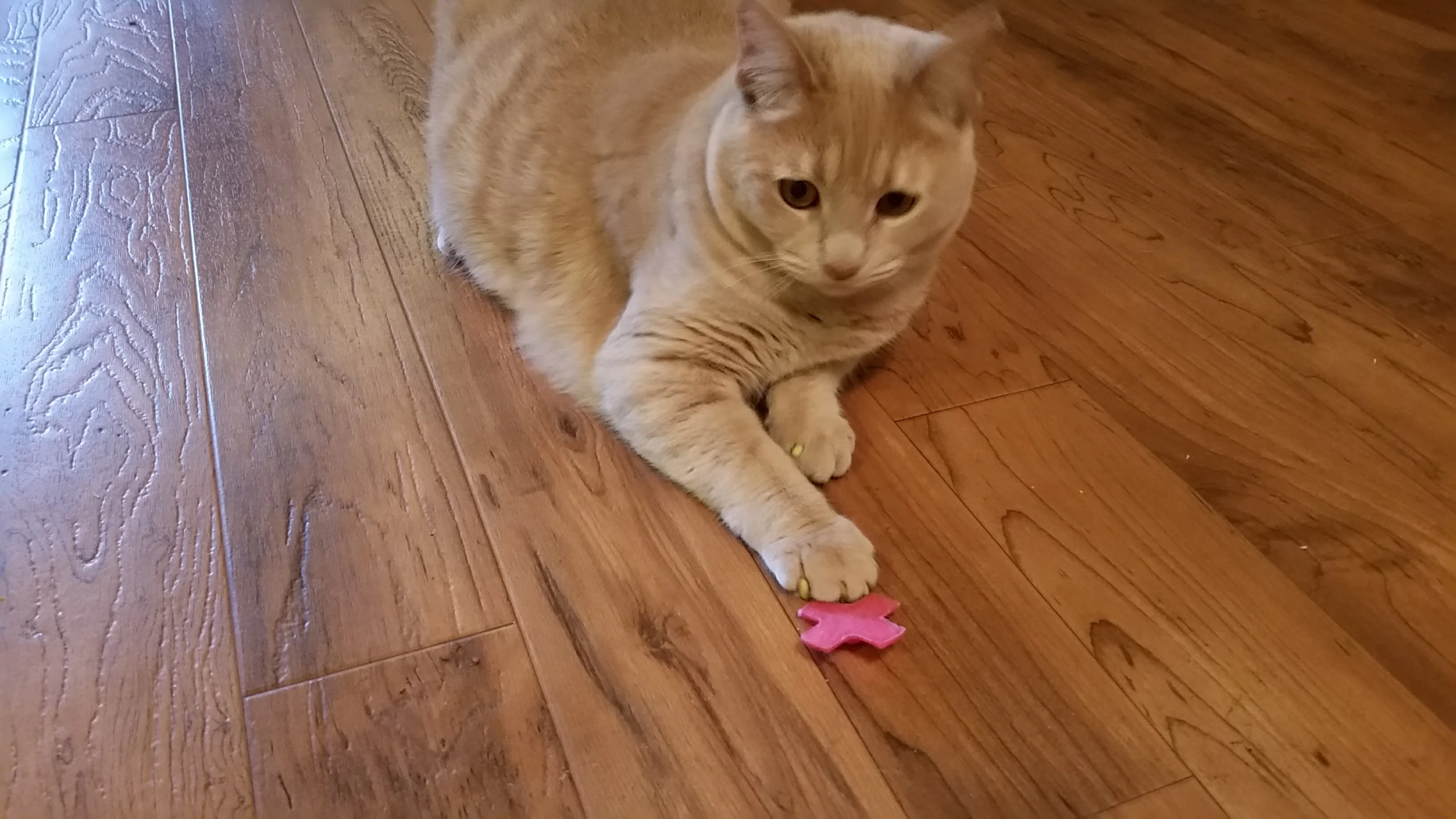 Cat Toy - Swat Top
