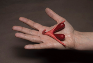 Clitoris