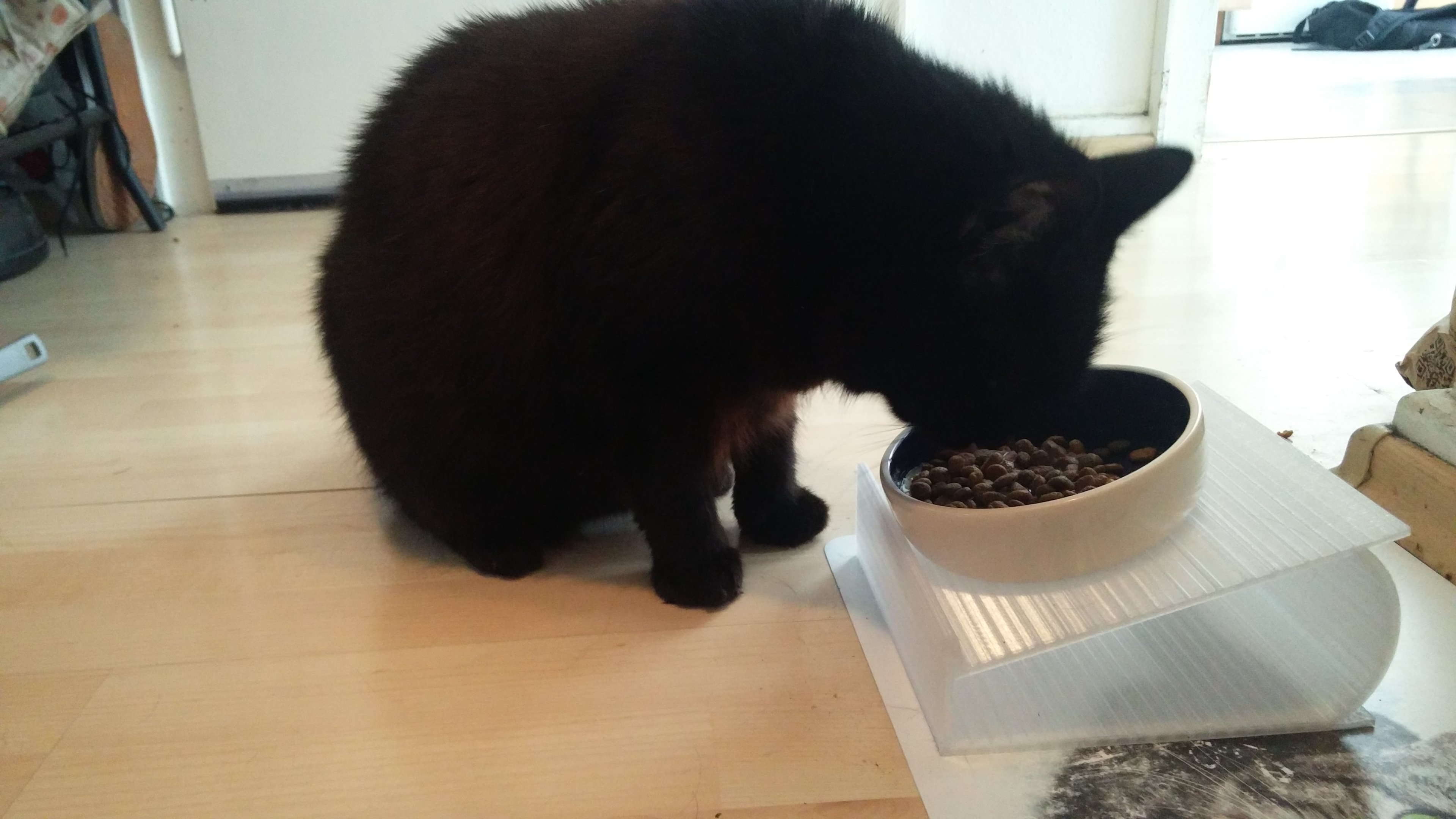 orthopedic foodbowl stand for cats