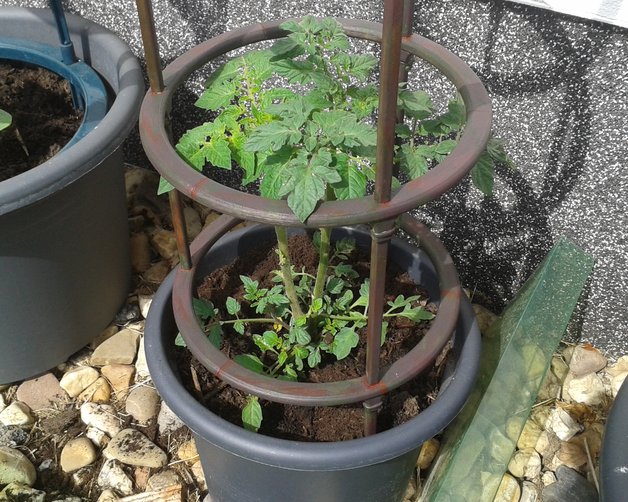 Parametric - Climbing Plant Support - Kletterhilfe